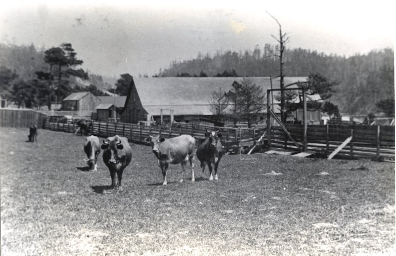 Cows standing in front of large barn