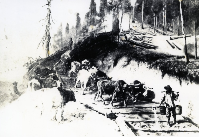 Oxen dragging logs down a skid road