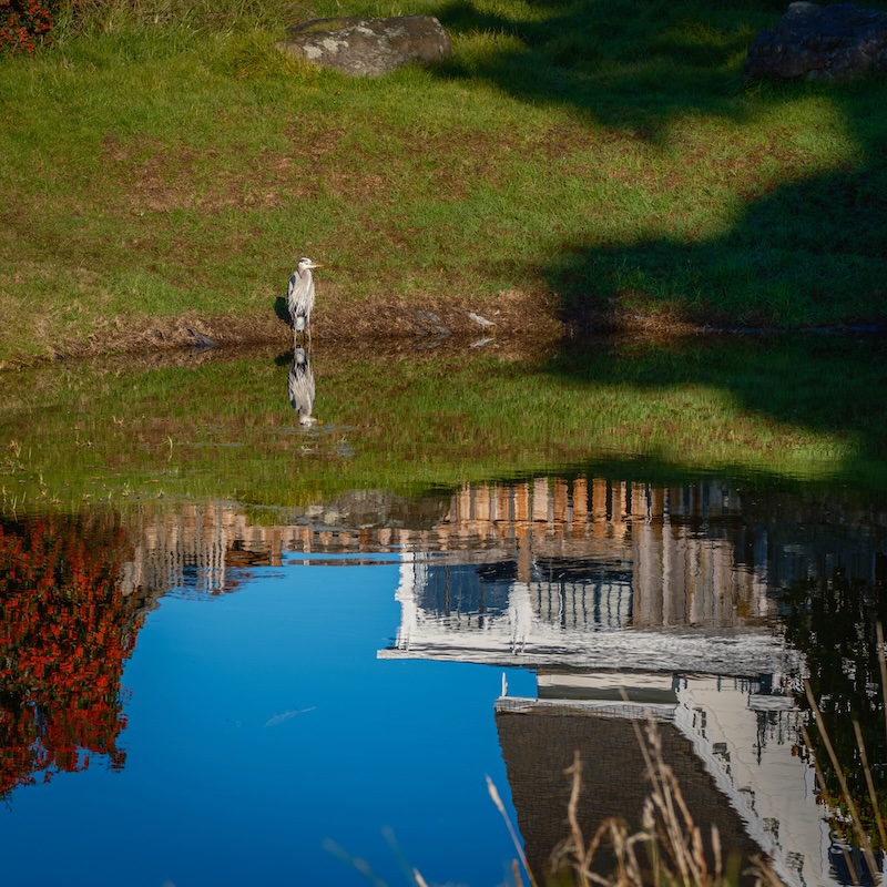 Long-legged bird wading in pond